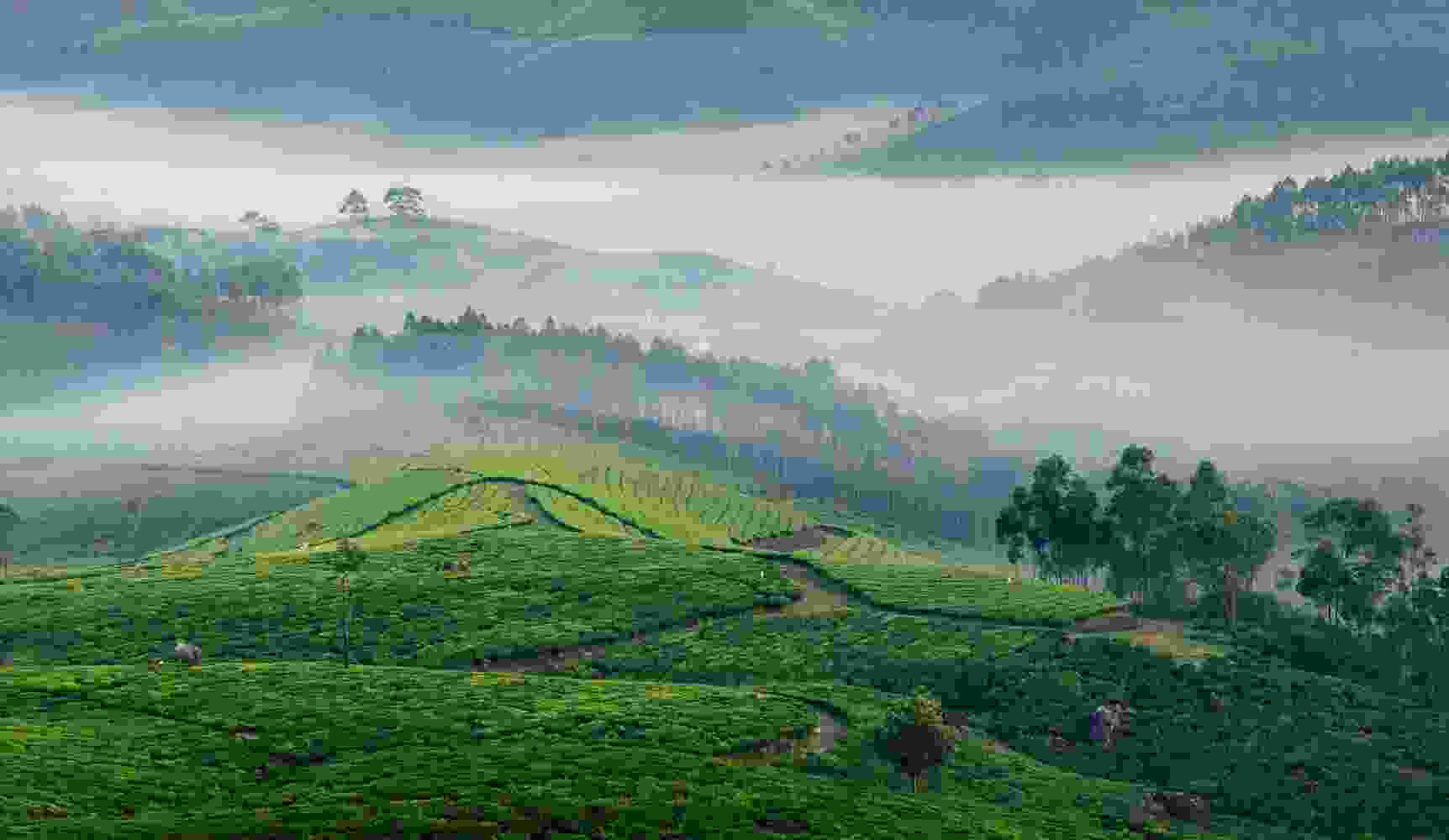 Listing Taxonomy Image Listing Taxonomy Image